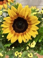 Chase the Sun - Image 5