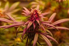 The Ultimate Guide to GG4 Autoflower
