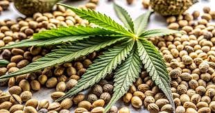 The Ultimate Guide to GG4 Autoflower